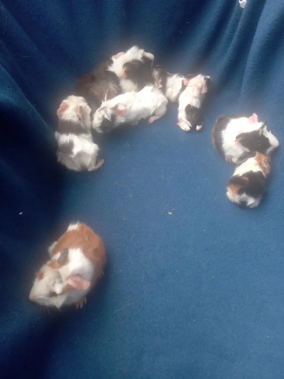 PORQUINHOS DA ÍNDIA  - Foto 5