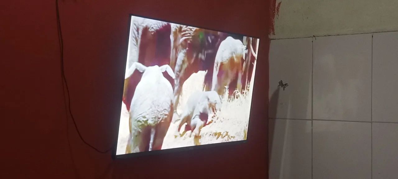 Televisão  - Foto 4