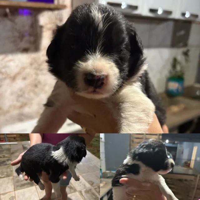 ? NINHADA DE BORDER COLLIE DISPONÍVEL ? - Foto 3