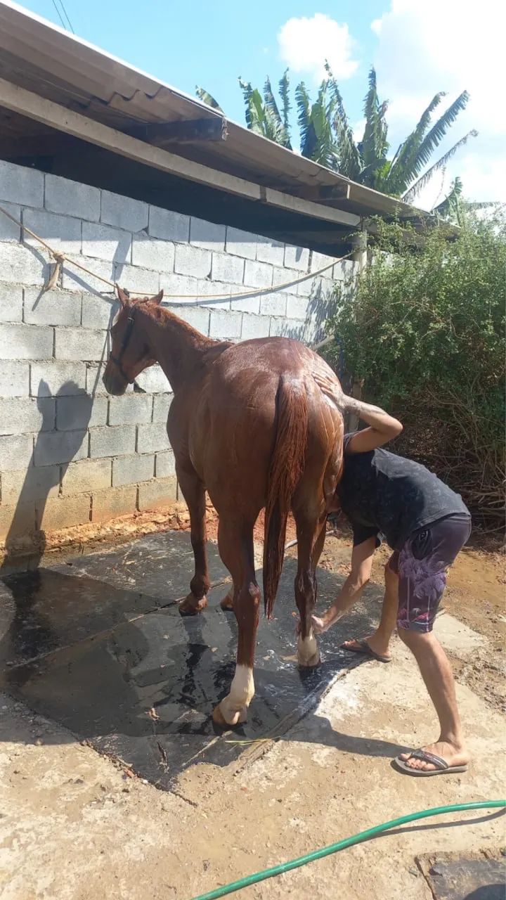 Cavalo  - Foto 3
