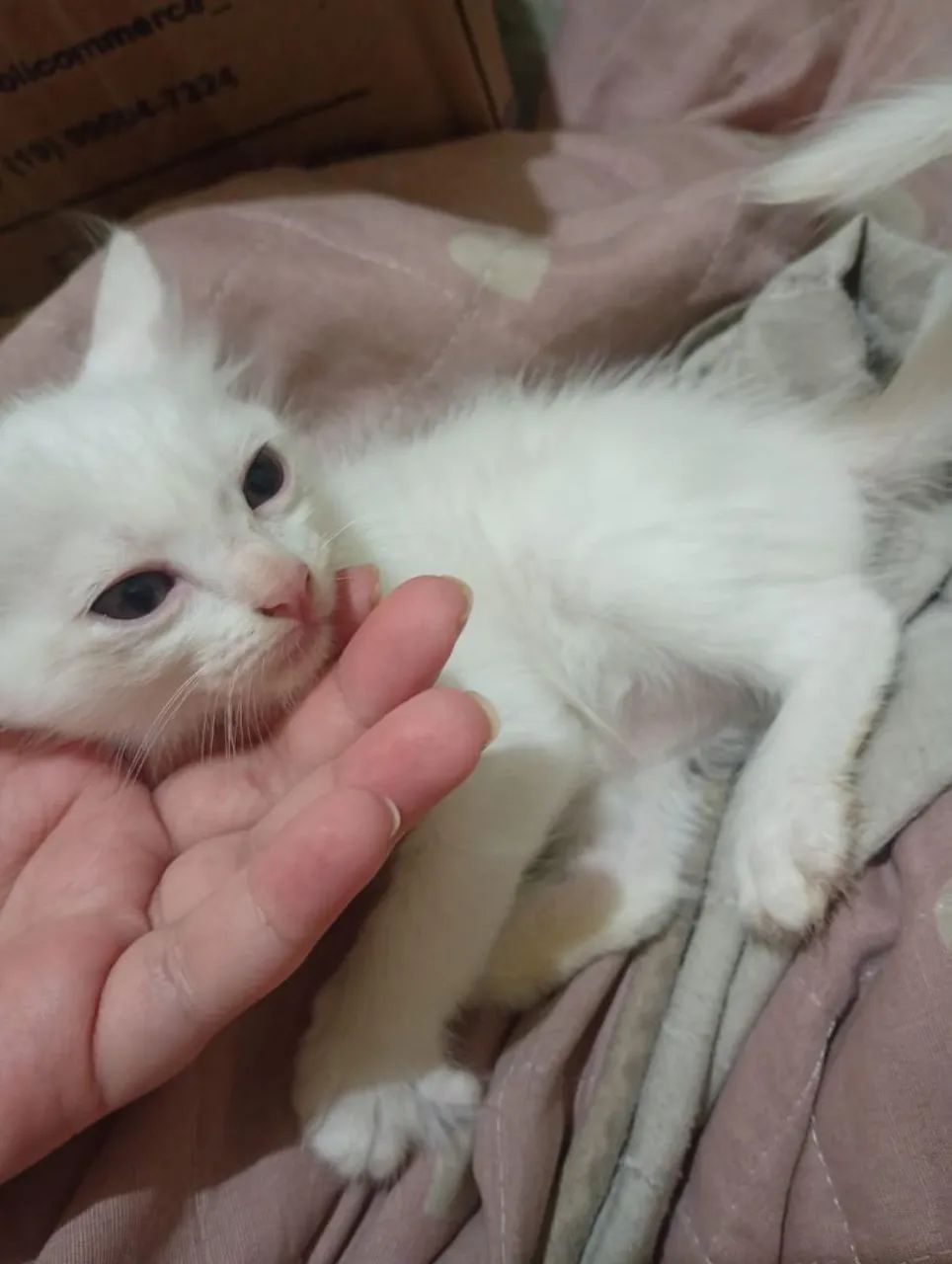 Doação de gatinhos filhotes