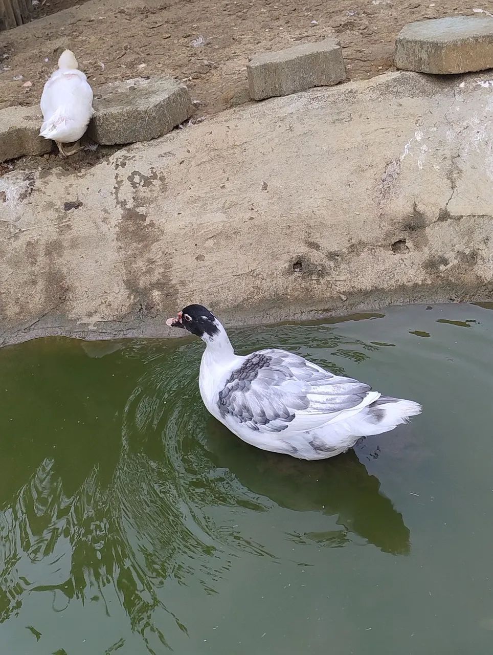 PATOS JOVENS E SAUDÁVEIS  - Foto 3
