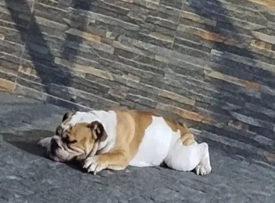 Bulldog Inglês  - Foto 3