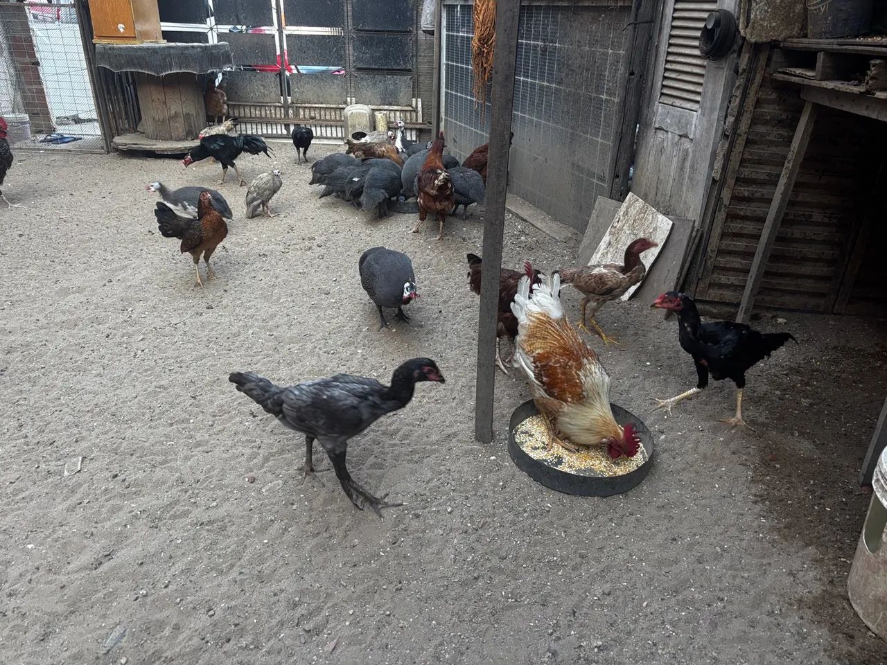 Galinhas e galinhas caipiras e mestiços!