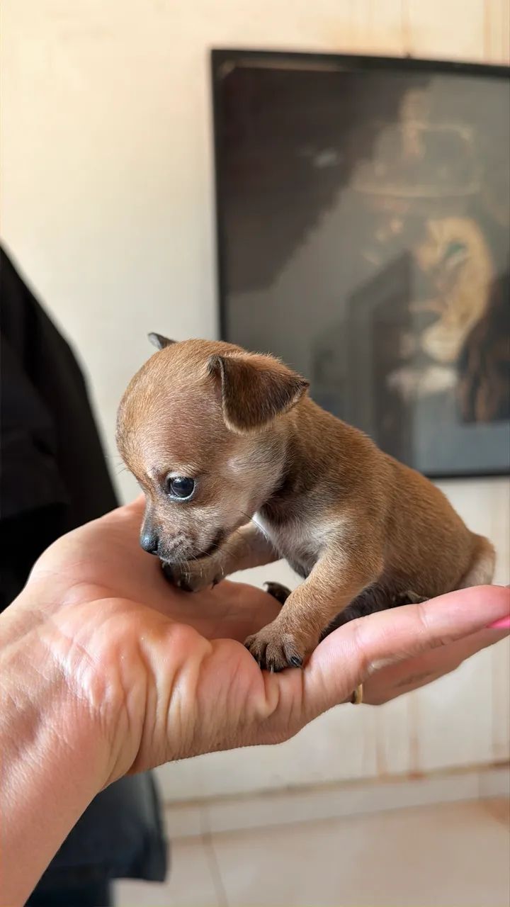 Pinscher zero de bolso  - Foto 2