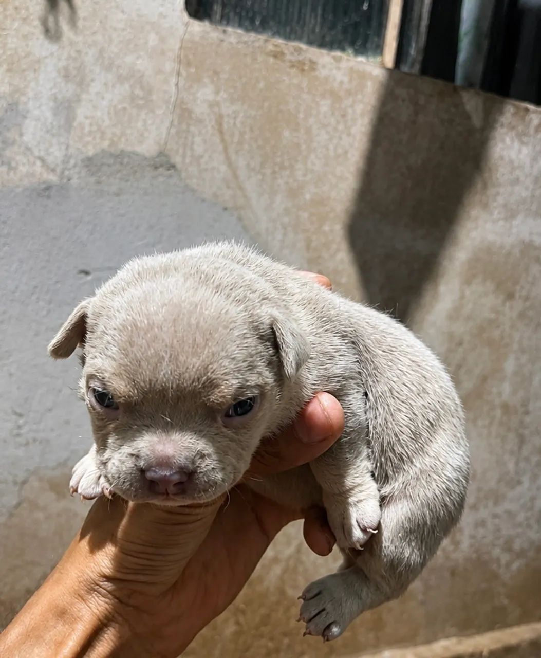 American bully micro  - Foto 4