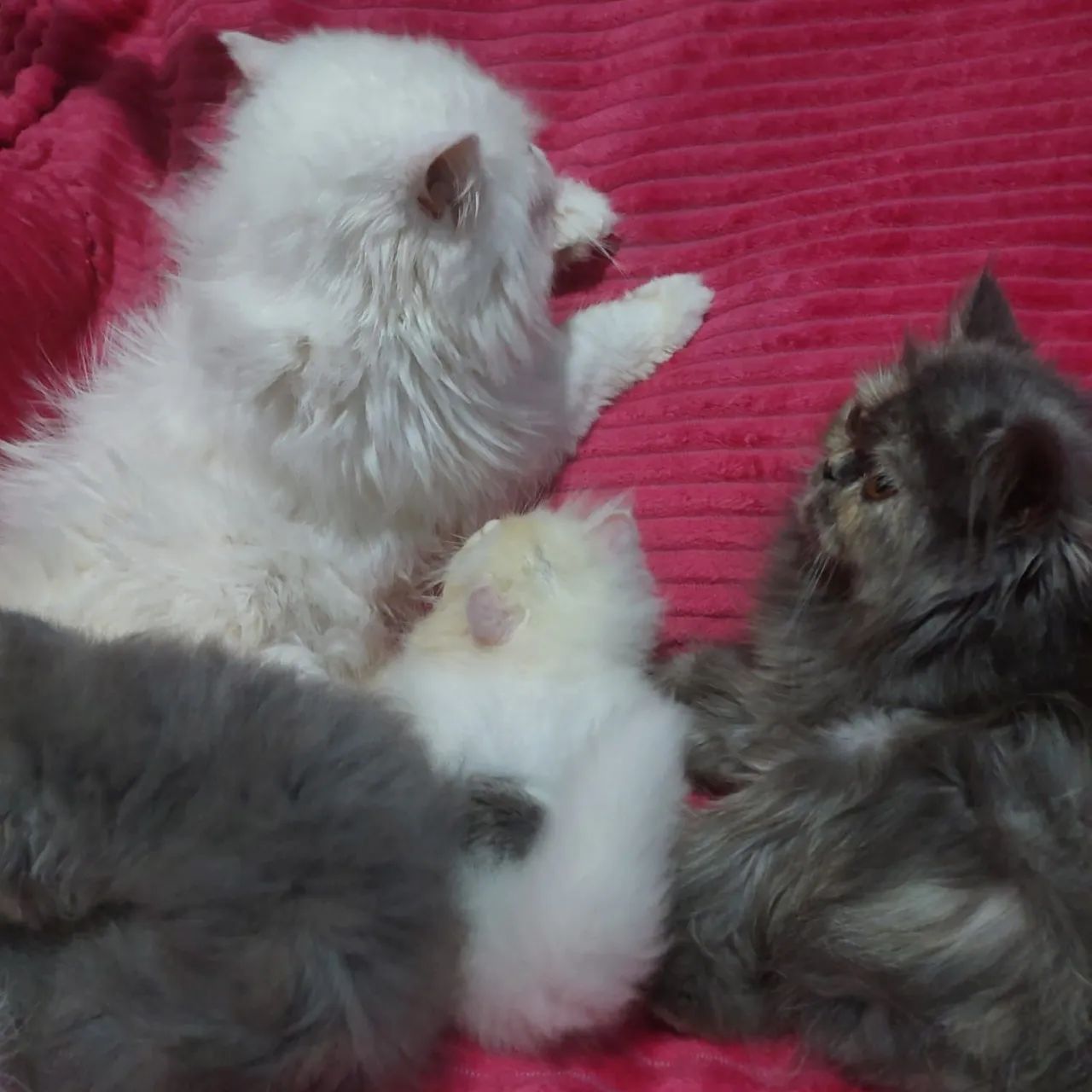 Filhote de gato persa fêmea e macho com 50 dias pai e mãe rasa pura  - Foto 5