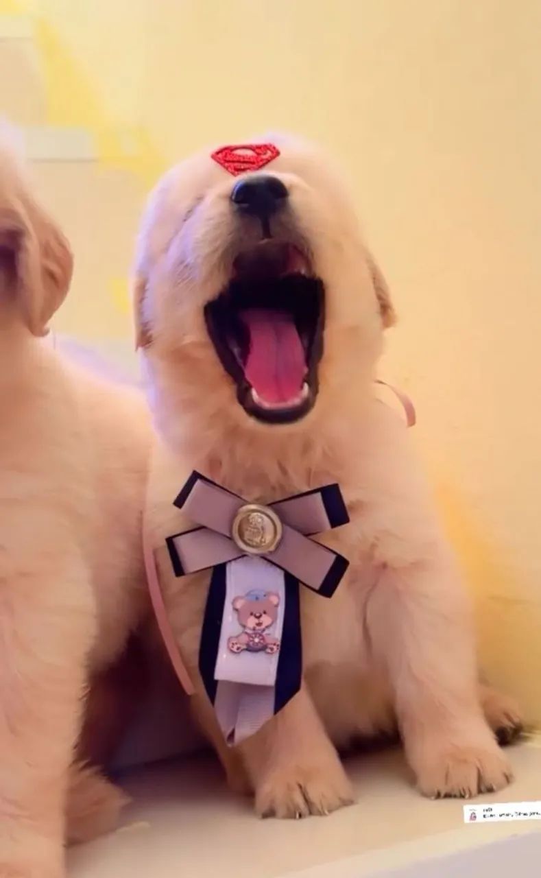 Golden Retriever  - Foto 2
