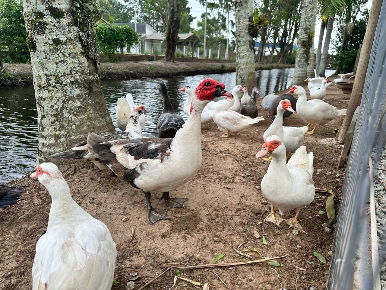 Patos várias cores chocando. - Foto 2