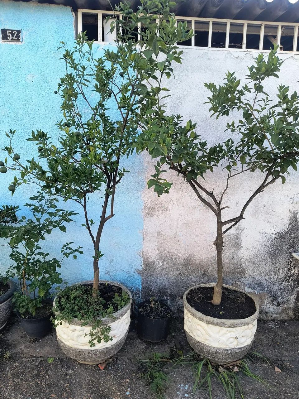 Frutíferas 