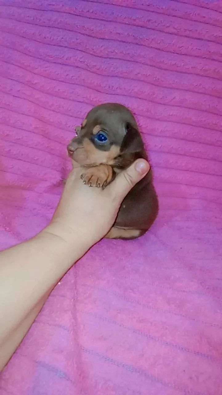Pinscher zerinho chocolate ( macho e fêmea) - Foto 3