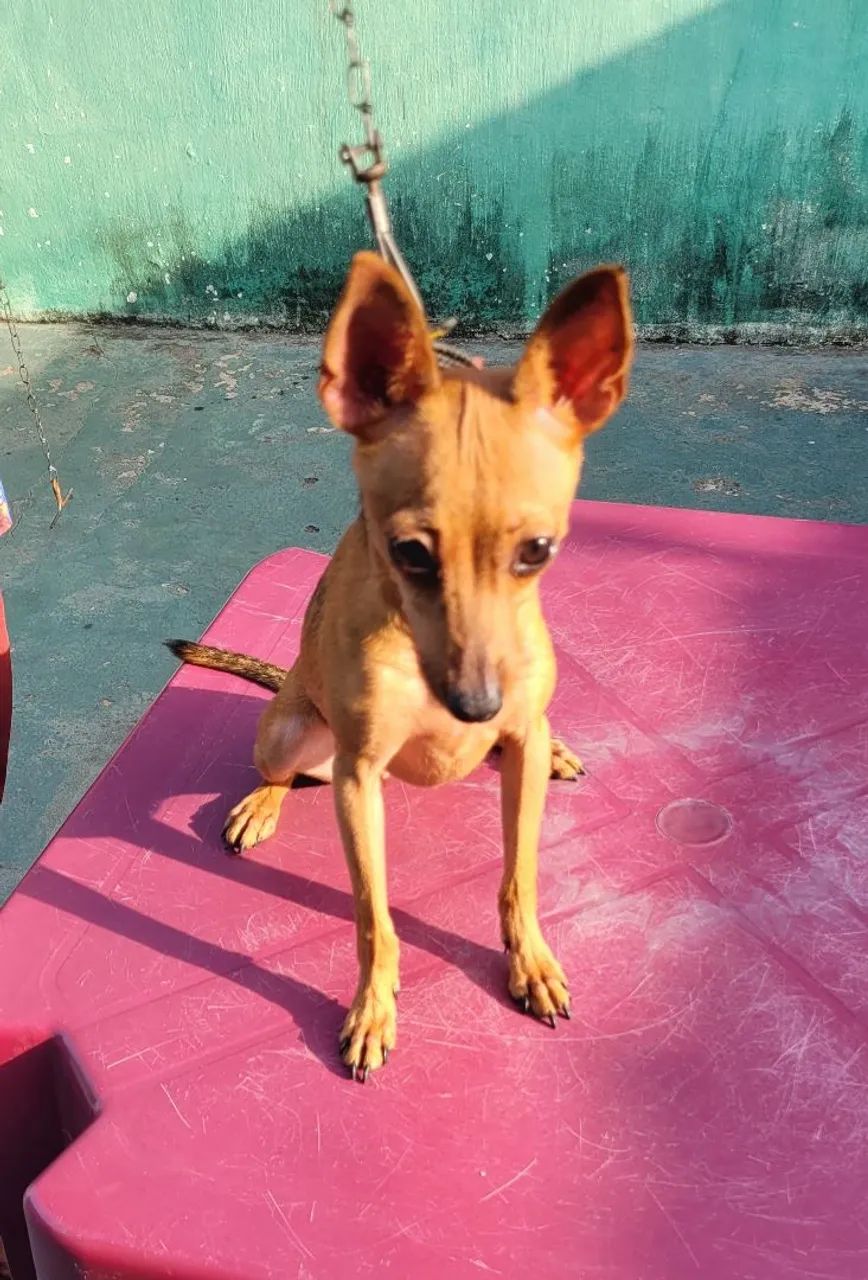 Pinscher n°1 - Foto 4