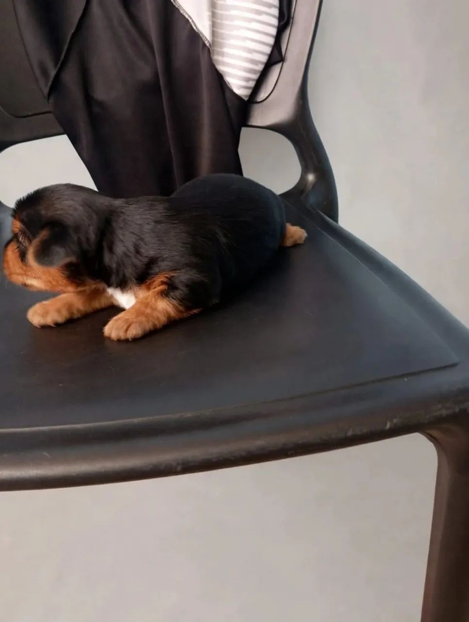 Cachorro yorkshire Macho - Foto 2