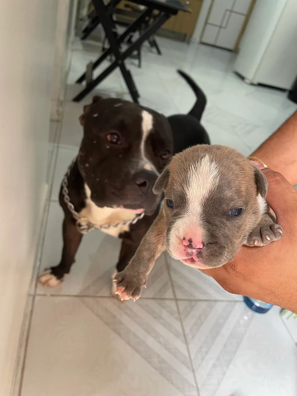 American amstaff  - Foto 4