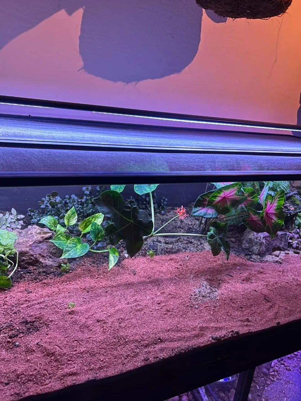 Terrario - Foto 3