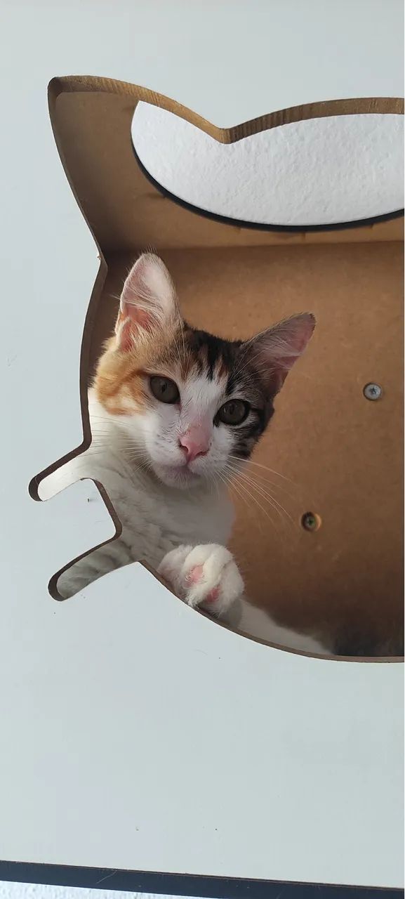Gatinhos para adoção responsável  - Foto 4