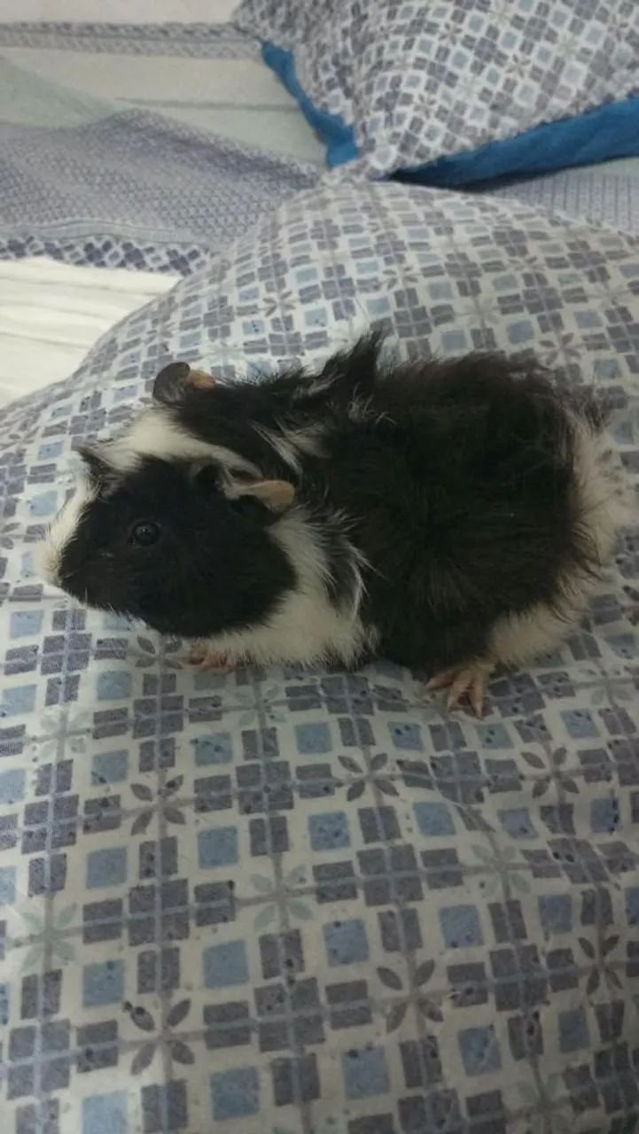 Porquinhos da índia abssinios  - Foto 4