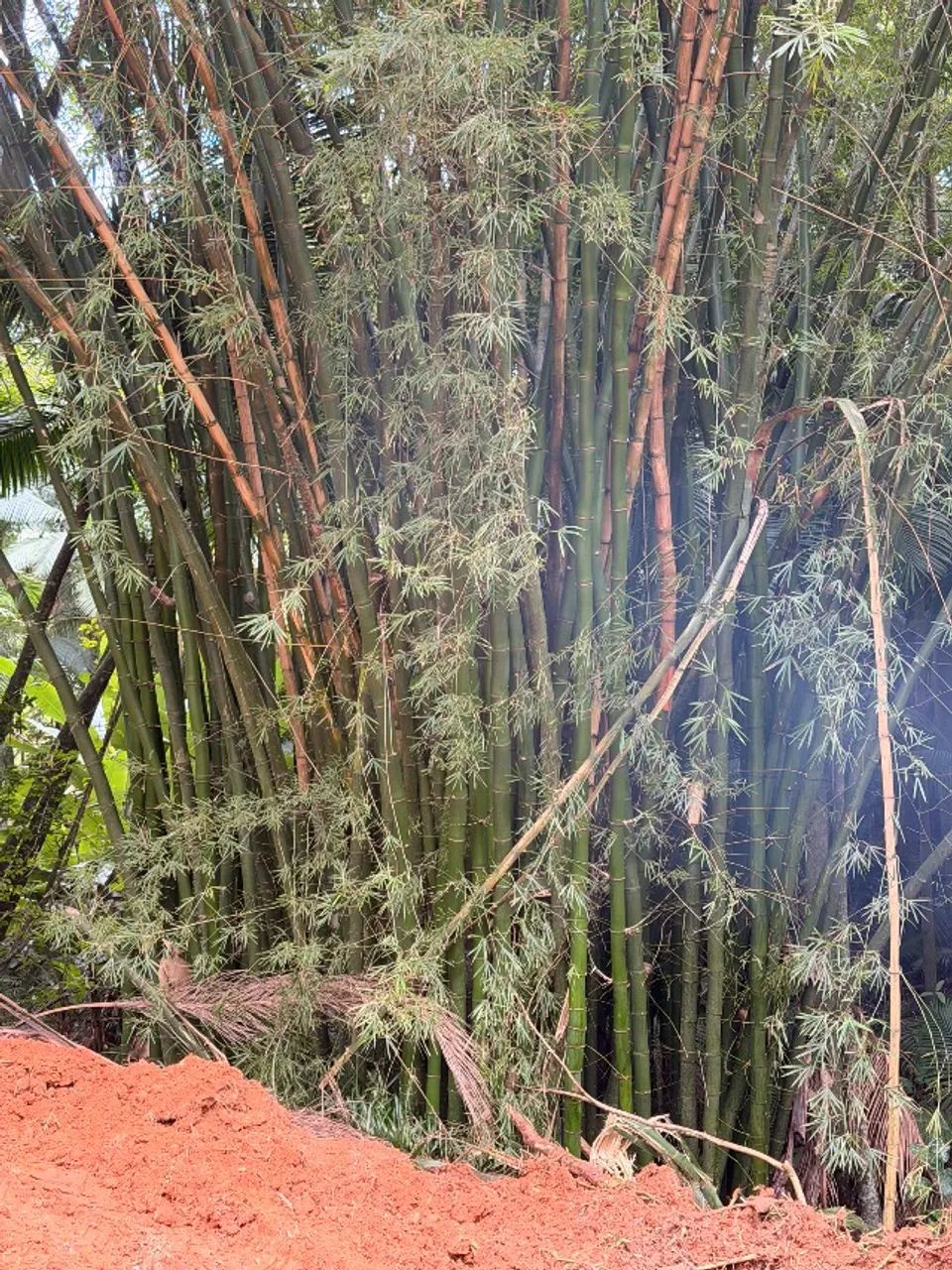 Bambu verde gigante  - Foto 4