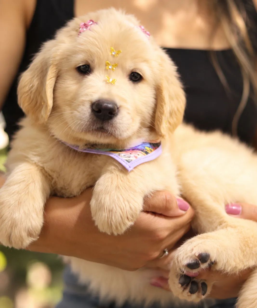 GOLDEN RETRIEVER PARCELAMOS  - Foto 3