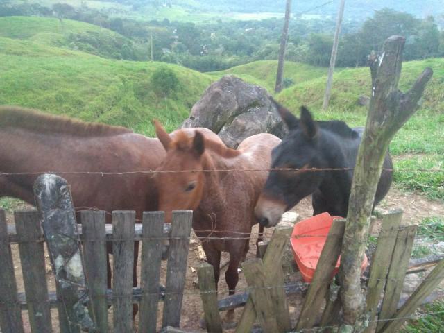 Belíssima fazendinha em Guapimirim oportunidade!!! - Foto 3