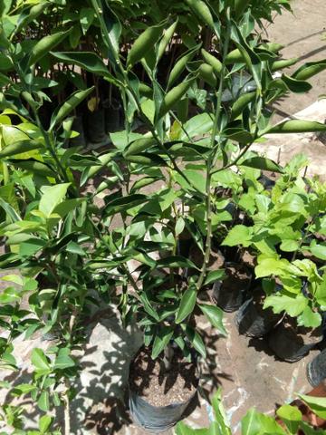 Mudas para Plantios e Pomares - Foto 3