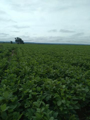 Fazenda milho, soja e pecuária em buriti maranhão - Foto 2
