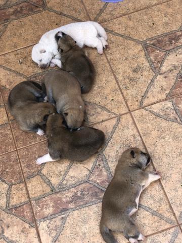 Akitas
