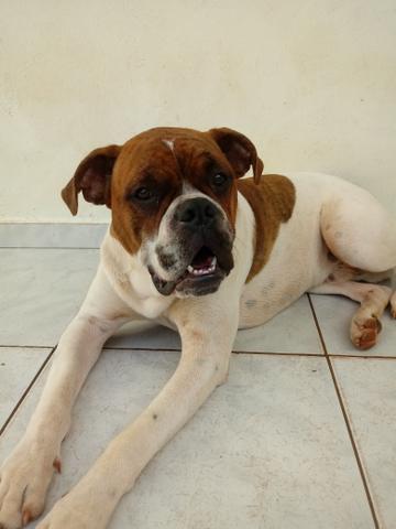 Procuro femea pra cruzar , boxer puro - Foto 2