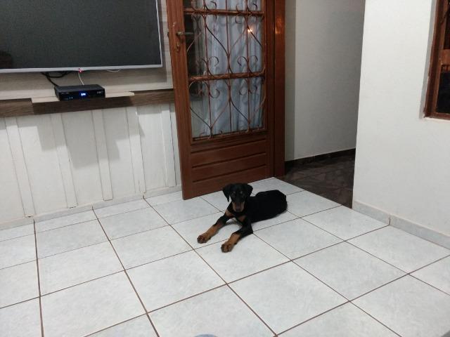Doberman