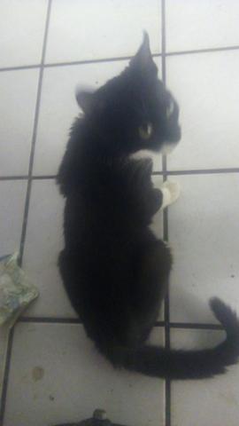 Gatinha vira lata