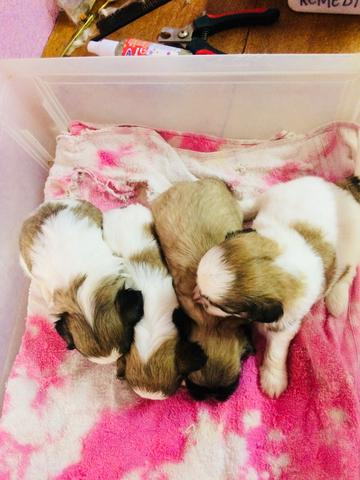 Filhotes shih tzu Promoção - Foto 6