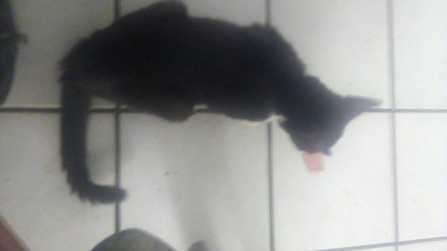 Gatinha vira lata - Foto 3