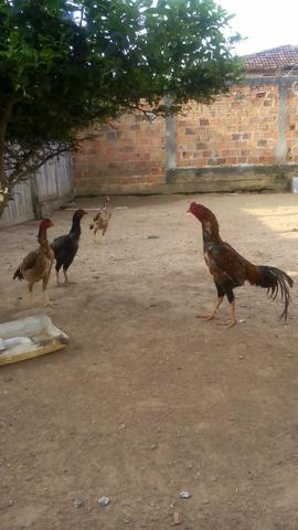 Vendo galos e galinhas raça índio - Foto 6
