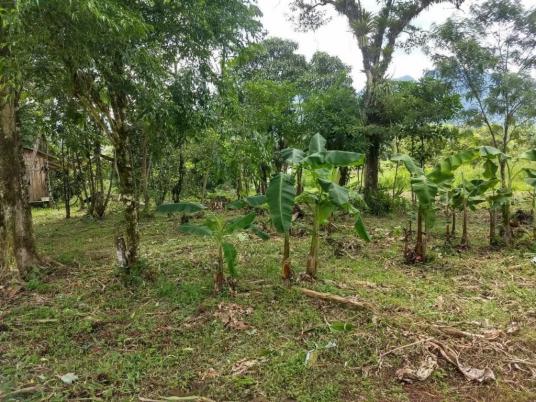 Terreno - São Jõao da Graciosa - Morretes - Foto 6