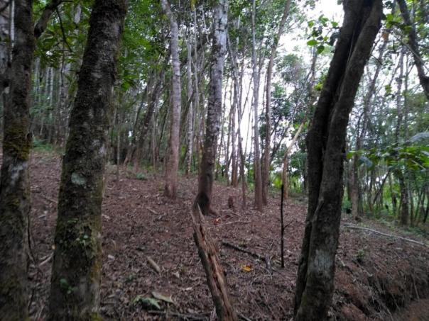 Chácara com 20.000m² - Braço da Figueira - Antonina - Foto 3