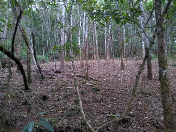 Chácara com 20.000m² - Braço da Figueira - Antonina - Foto 8