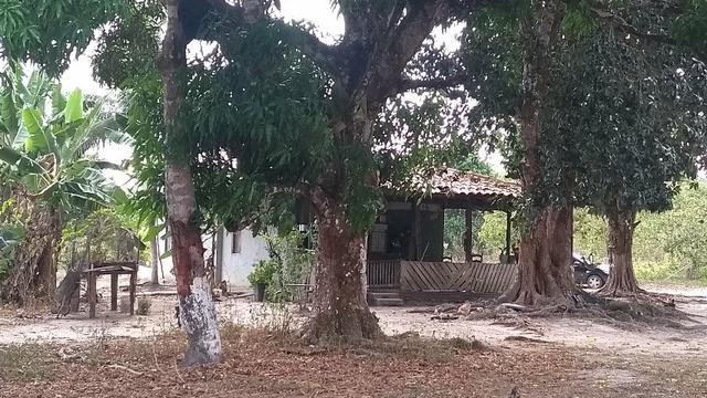 50 hectares a 25 km de castanhal por 250 mil zap * - Foto 15