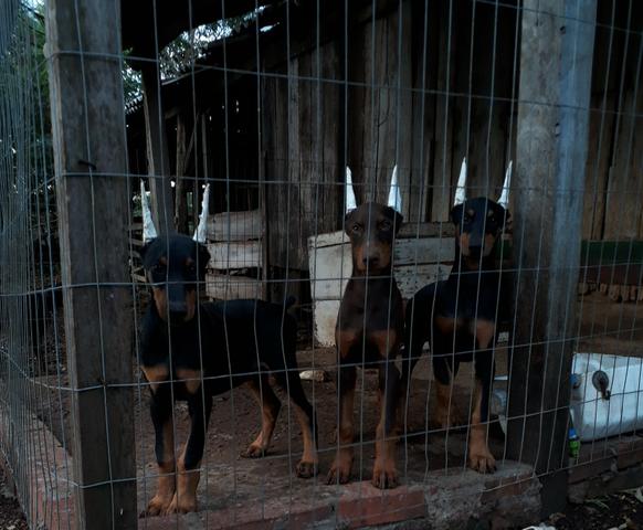 Filhotes de Dobermann - Foto 6