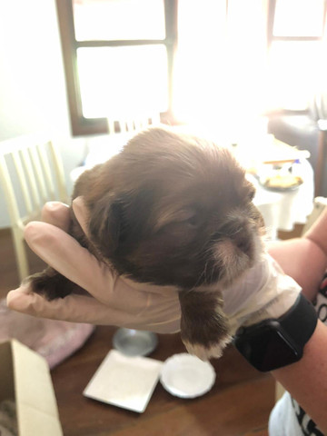 Filhote shiguela tzu - Foto 6