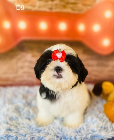 Shihtzu linhagem de campeões * - Foto 4