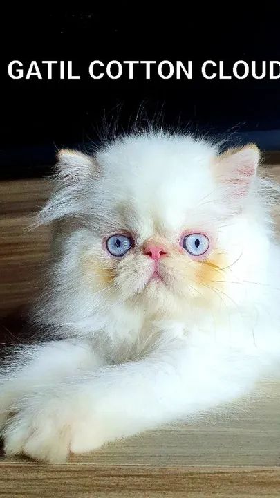 Gato Persa/ Himalaia com pedigree