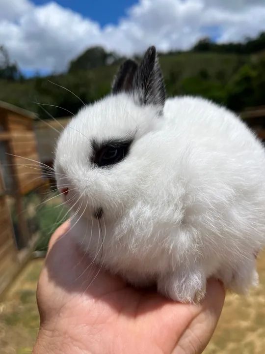 Coelhinho Mini  (netherland linhagem importada) - Foto 2