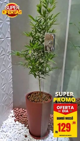 Bambú Mossô no Vaso Completo!! - Decorações Para Casa - Condomínio ...