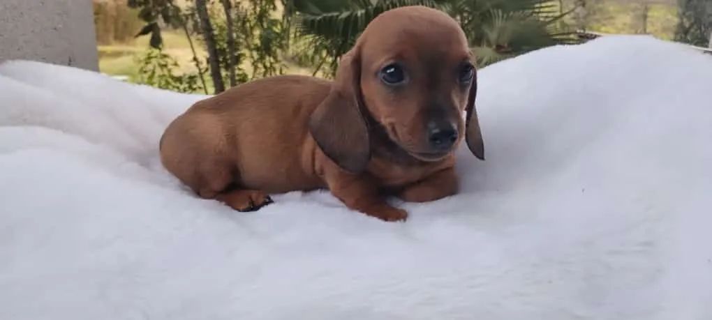 Fofos basset teckel lindios - Foto 3