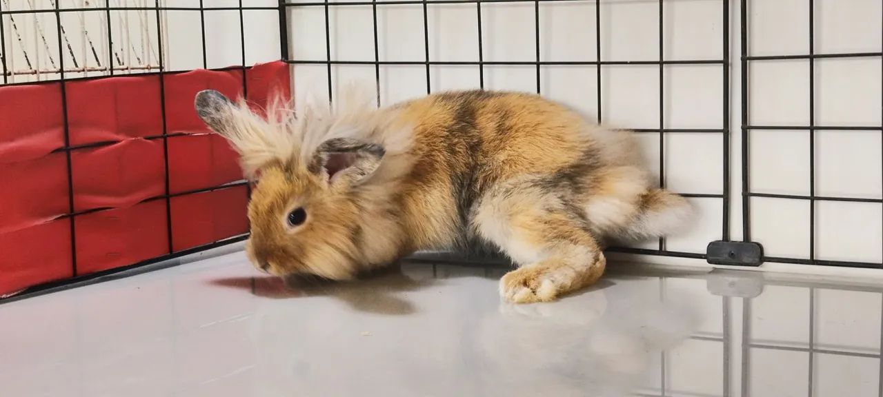Criatório Roedores e Cia (coelhos mini Lion, loop urugaio, Lion fuzzy loop)
