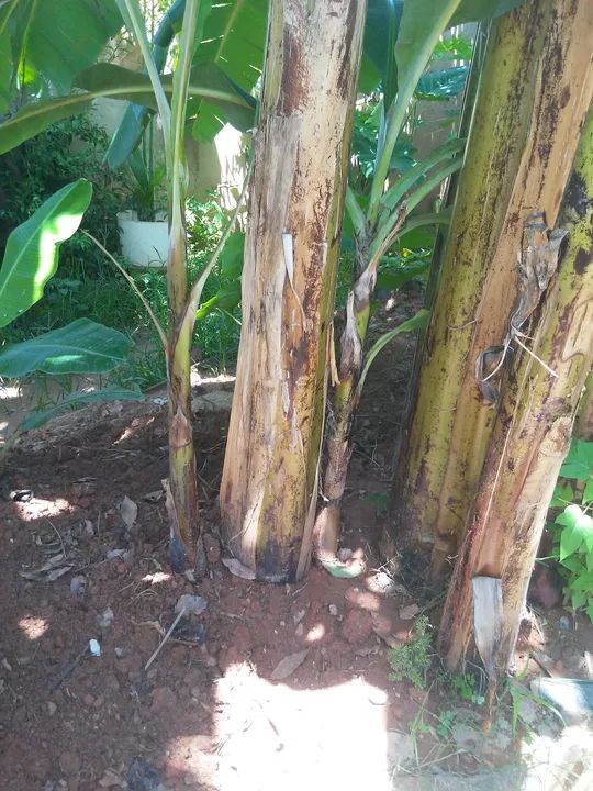 Mudas de banana dagua - Foto 2