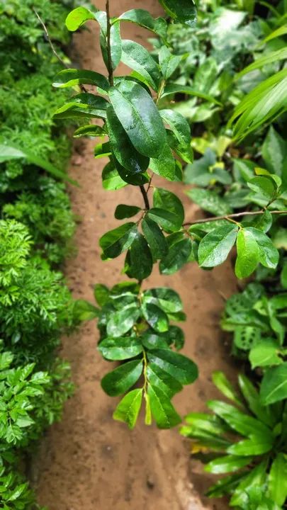 Frutífera P/Vaso Graviola, Mudas Frutíferas Vasos - Foto 2