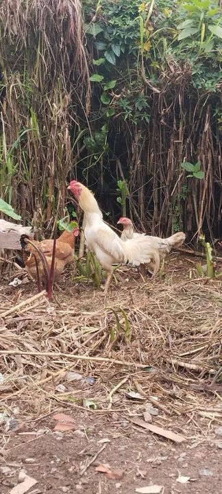 Galo índio branco de pena bonita - Foto 2