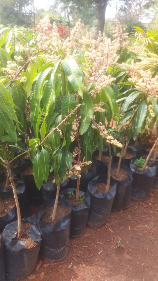 Frutíferas... - Foto 2