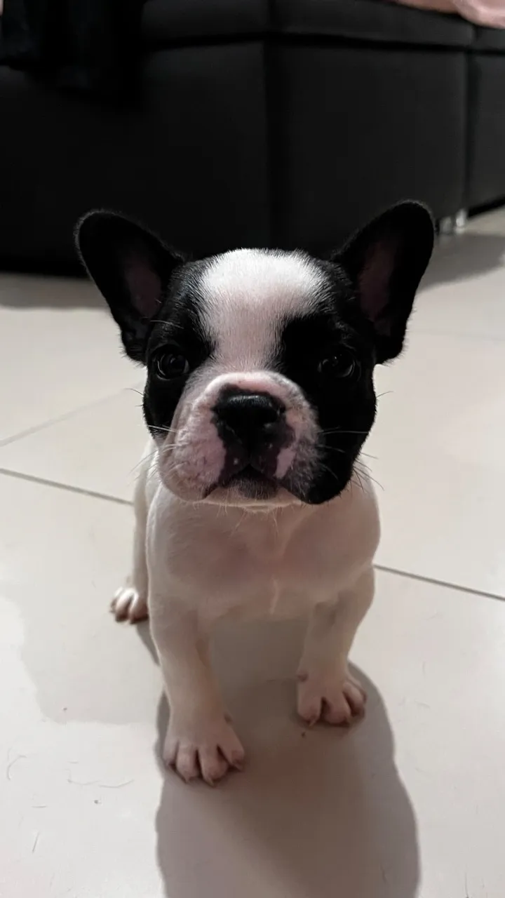 Buldogue Francês